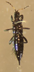 Liothrips