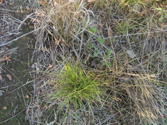 Carex unilateralis
