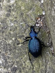 Carabus scabrosus