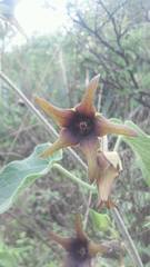 Bursera roseana