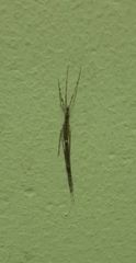 Styringomyia
