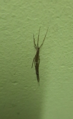 Styringomyia