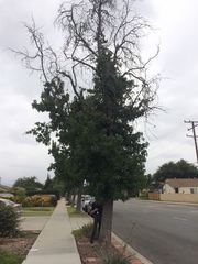 Liquidambar styraciflua