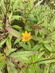 Coreopsis pubescens robusta