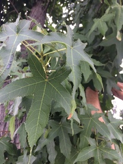 Liquidambar styraciflua
