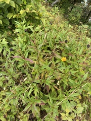 Coreopsis pubescens robusta