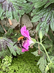 Bombus pascuorum