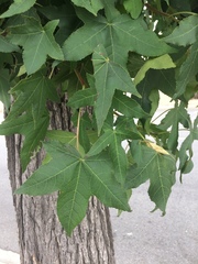 Liquidambar styraciflua