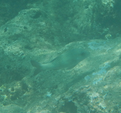 Parupeneus insularis