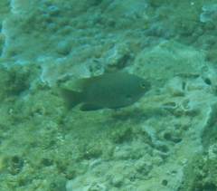 Plectroglyphidodon marginatus