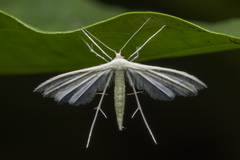 Pterophorus lacteipennis