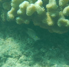 Plectroglyphidodon marginatus