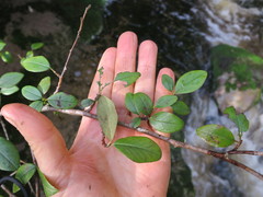Cotoneaster divaricatus