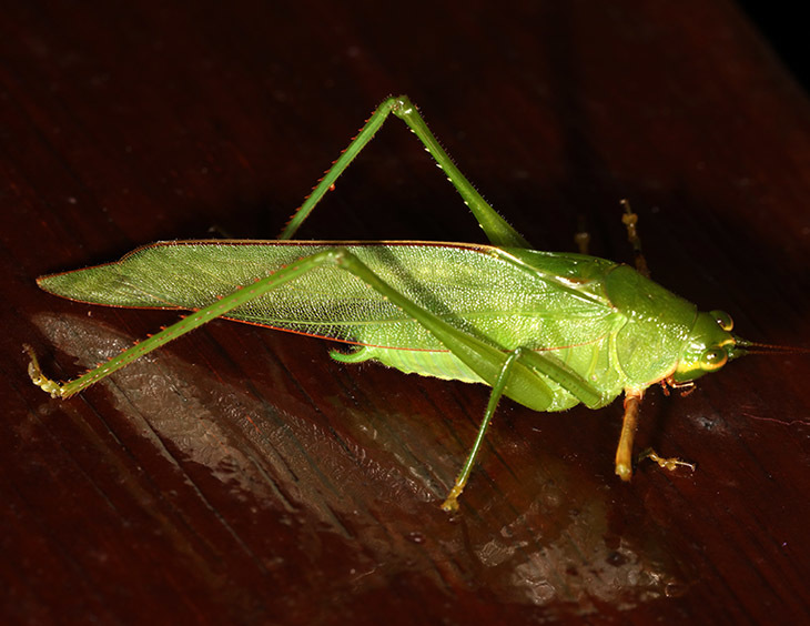 Euceraia femorata