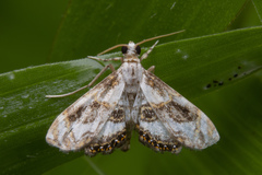 Paracataclysta fuscalis