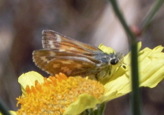 Hesperia lindseyi