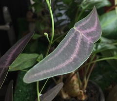 Christia campanulata