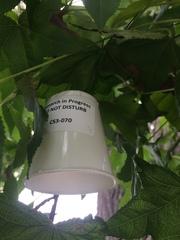 Liquidambar styraciflua