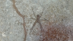 Acanthoctenus