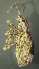 Pseudoedophrys hilleri