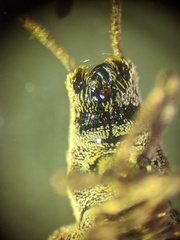 Pseudoedophrys hilleri