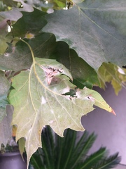 Platanus