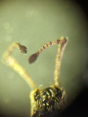 Pseudoedophrys hilleri