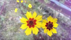 Coreopsis tinctoria