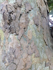 Platanus