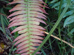 Blechnum attenuatum