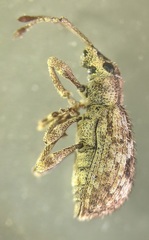 Pseudoedophrys hilleri