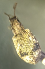 Pseudoedophrys hilleri
