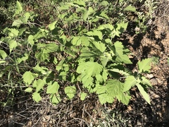 Ambrosia cordifolia
