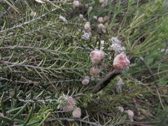 Trichocephalus stipularis
