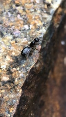 Crematogaster lineolata