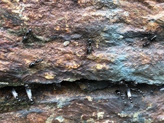 Crematogaster lineolata