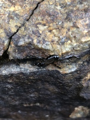 Crematogaster lineolata