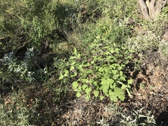 Ambrosia cordifolia
