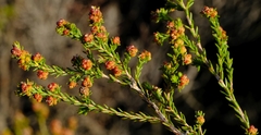 Erica subcapitata
