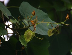 Erinocarpus nimmonii