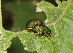 Colaspis townsendi