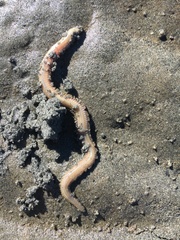 Phyllodocida