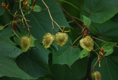 Erinocarpus nimmonii
