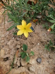 Menodora