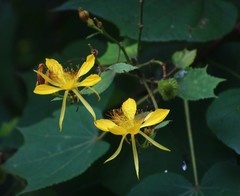 Erinocarpus nimmonii
