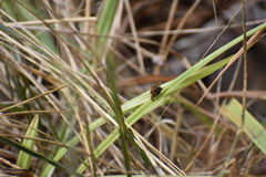 Tritoxa incurva