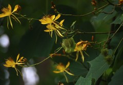 Erinocarpus nimmonii