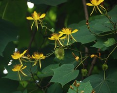 Erinocarpus nimmonii