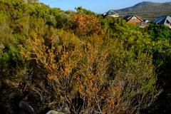 Erica subcapitata