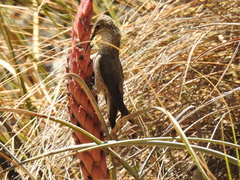 Oreotrochilus estella